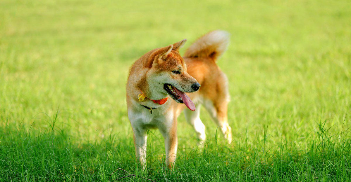10 dogs that may choose an exciting scent over your voice - plus 2 that are often more handler-focused 1 featured image d41bdc1a9011 88b85e842f45