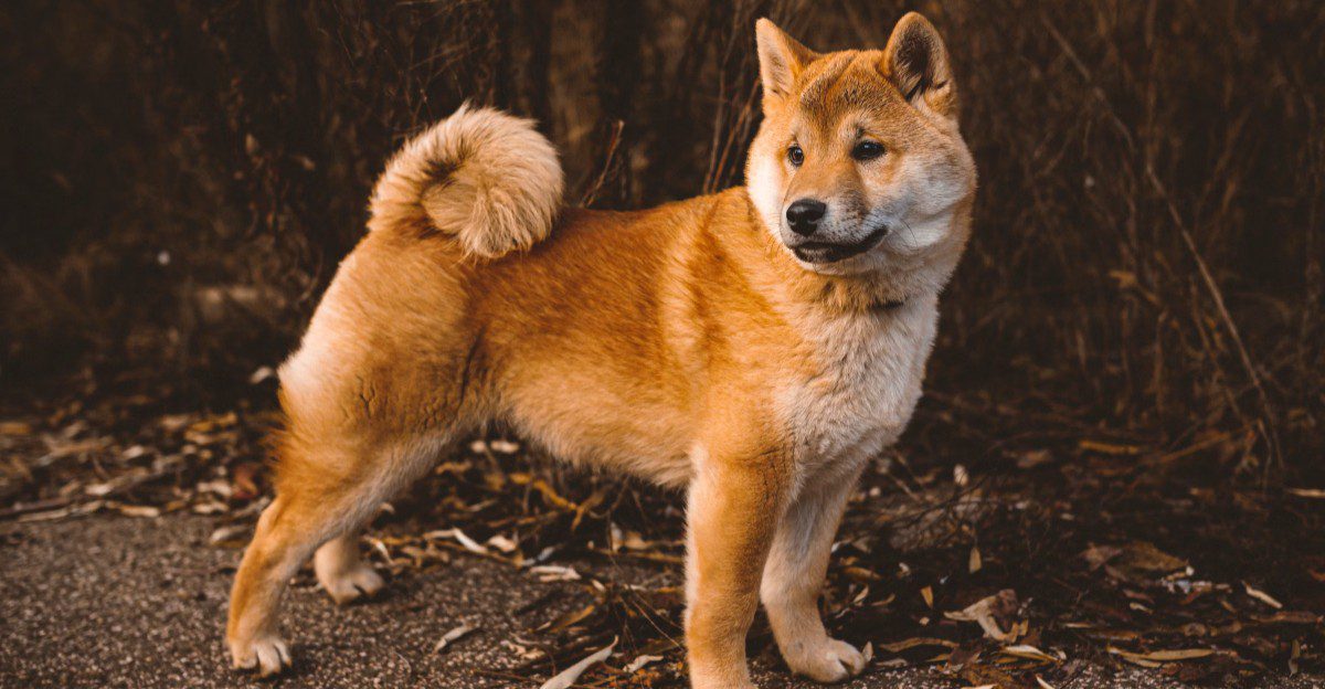 10 dogs that can turn five minutes of inconvenience into a performance worthy of an audience 1 featured image d52315f0224f 36fc084b25b0
