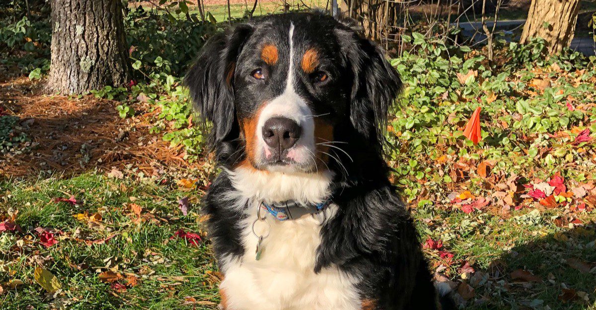 11 big dog breeds with mountain roots - plus 2 whose history explains their love of colder conditions 1 featured image d607c7f6f249 c72d7a9bf1e4
