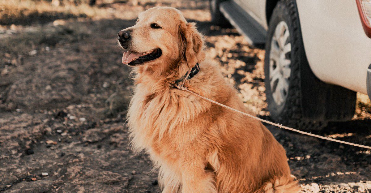 10 non-hound dog breeds with impressive noses - plus 2 you probably wouldn't expect 1 featured image da224b1f4874 38fb7d74f4f6