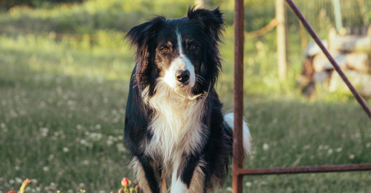 10 dog breeds that can outsmart your backyard setup - plus 2 ways to keep them mentally busy 1 featured image dcd6e16850a9 0faf8632a86a