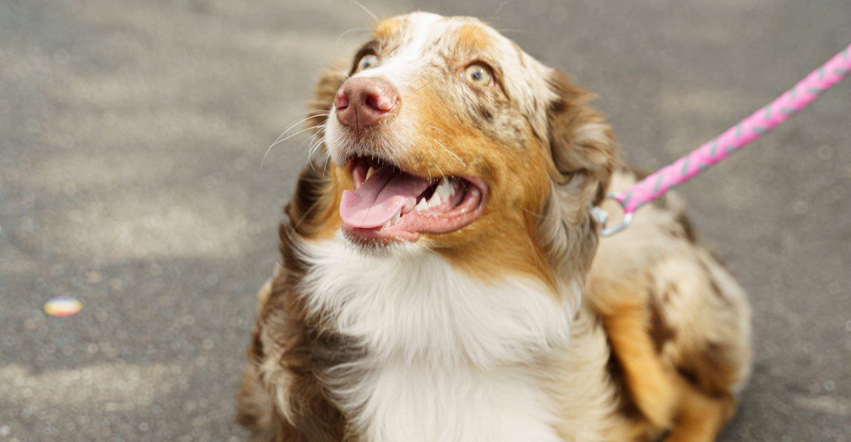 14 dog breeds that become fascinated with the same places on walks - and scent may explain why 1 featured image de00773ad1b2 2b57ae64f52e