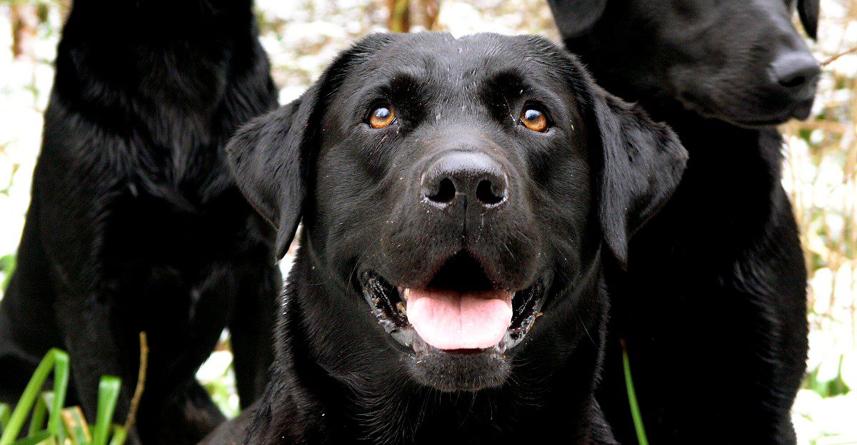 11 dogs that thrive on predictable feeding routines - and 3 that take schedule changes more casually 1 featured image e2336535171a 702b08e11be2