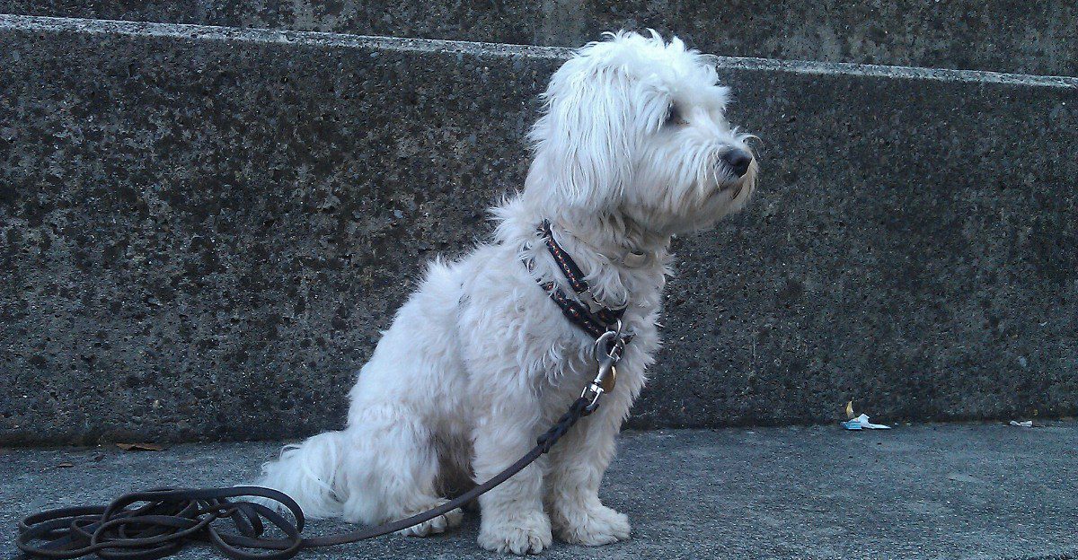 11 gentle dog breeds worth considering when temperament is your top priority 1 featured image e535c4935bb4 37e7f14753ab