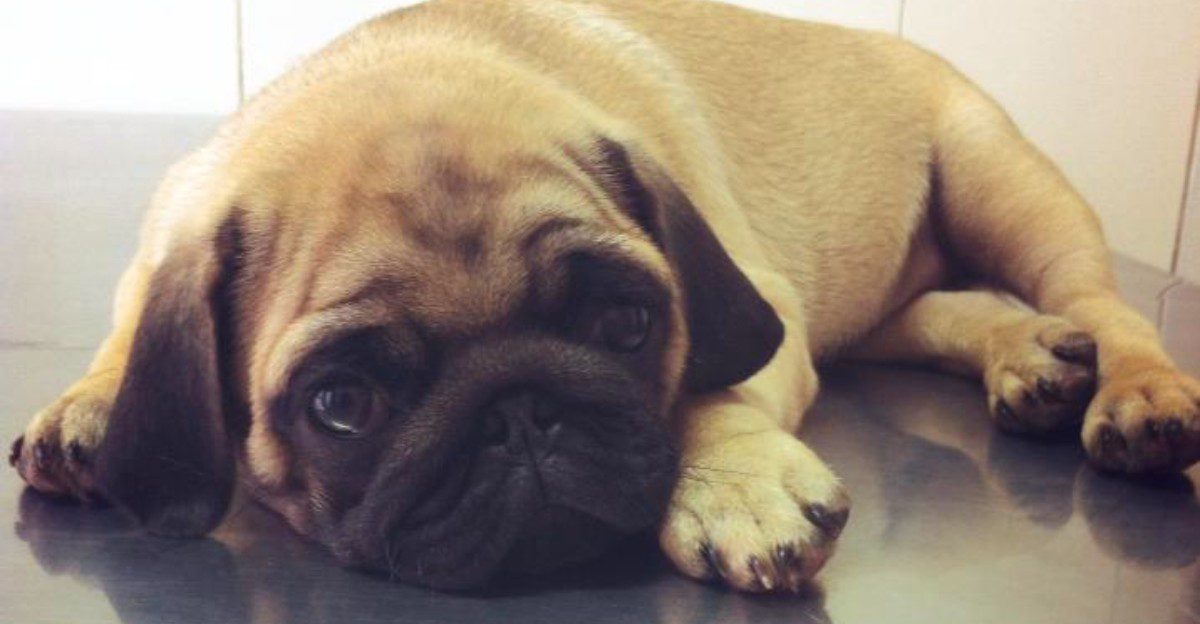 10 dogs whose resting face could make a cheerful personality look permanently disappointed 1 featured image e57145ceab94 3f56cfe93585