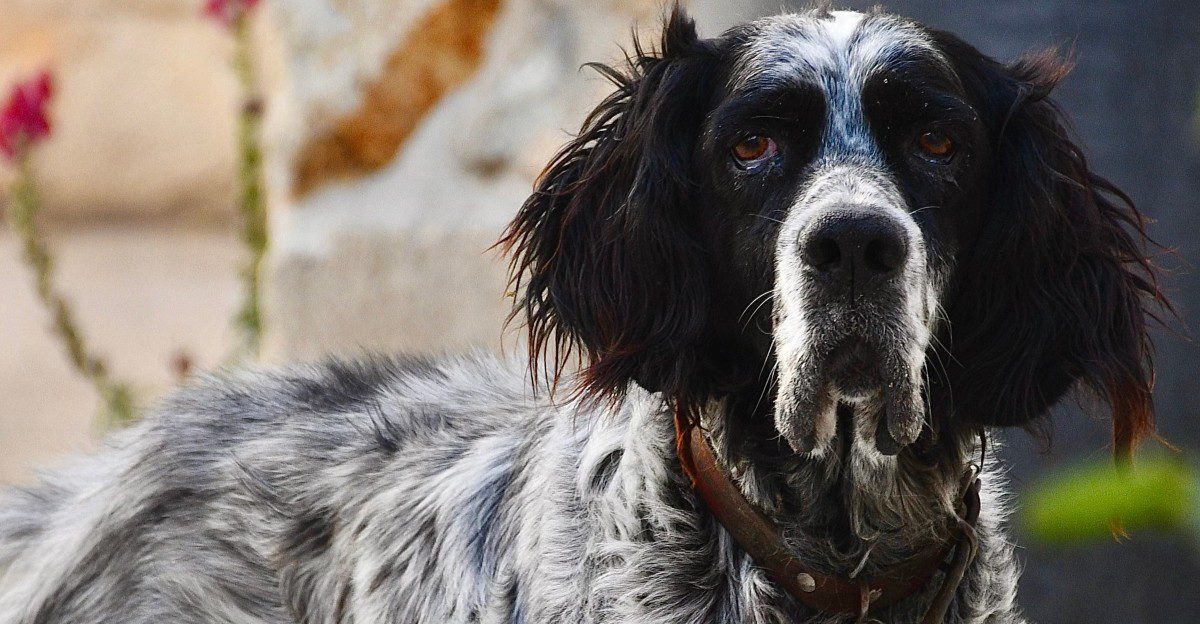 10 dogs whose floppy ears hide some surprisingly strong instincts - can you guess which ones? 1 featured image e63087bf46be 5dc99f64152e