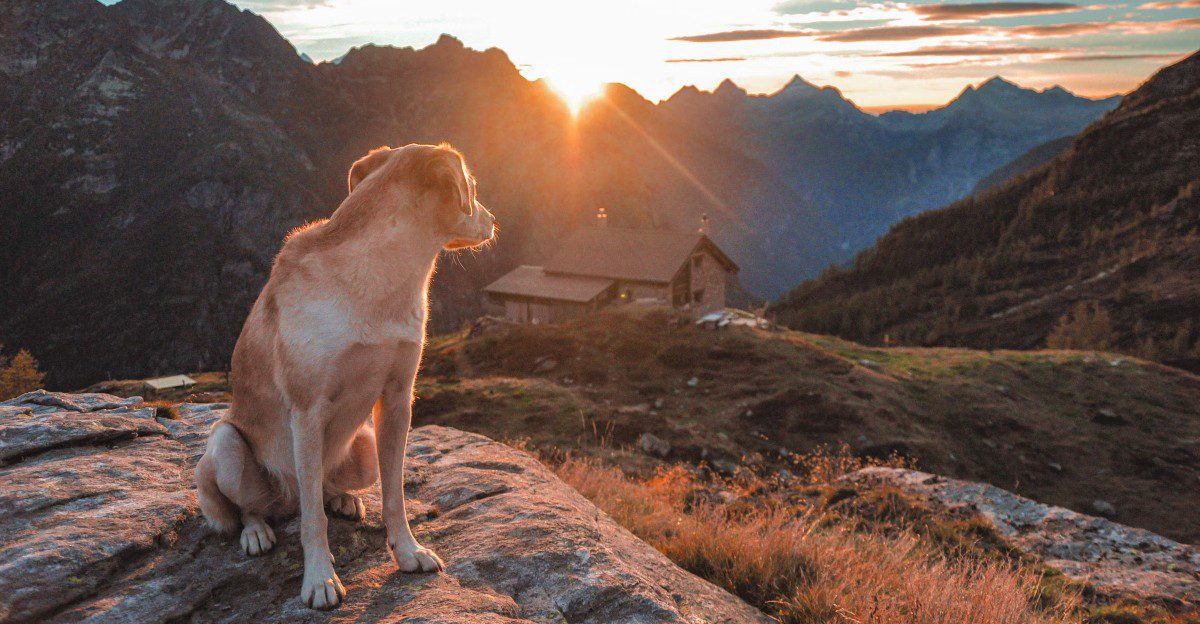 10 moments when correcting your dog may silence information you actually needed to hear 1 featured image e729b8bd93a4 405373ae7fe6