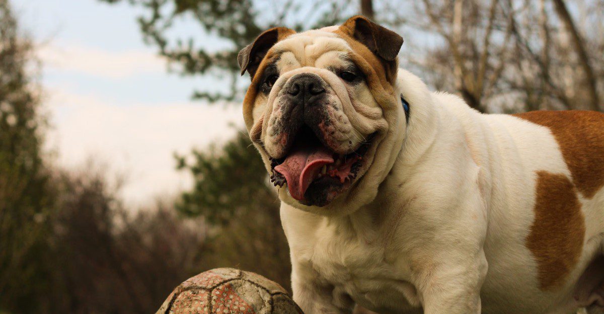 10 powerful dogs with impressive physical abilities - plus 2 that prefer a slower pace 1 featured image e8ac54a66549 05bab84bef61