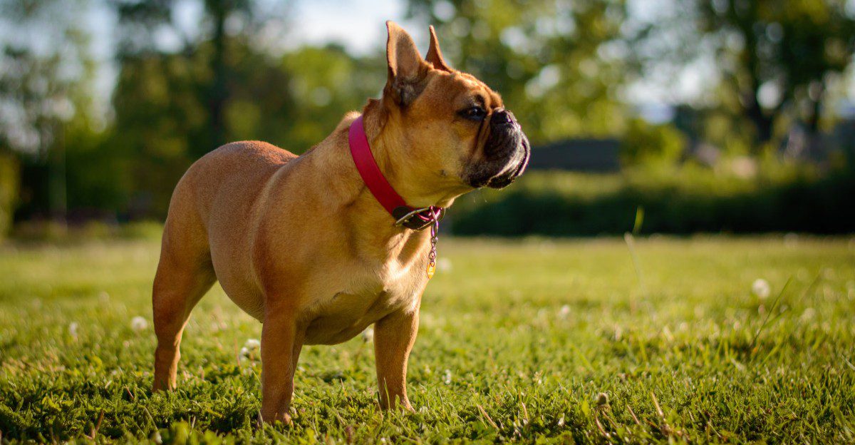 10 dogs whose popularity can create unexpected security concerns - plus 2 ways to reduce the risk 1 featured image eb8b6beecb06 08bdb9a3fea6