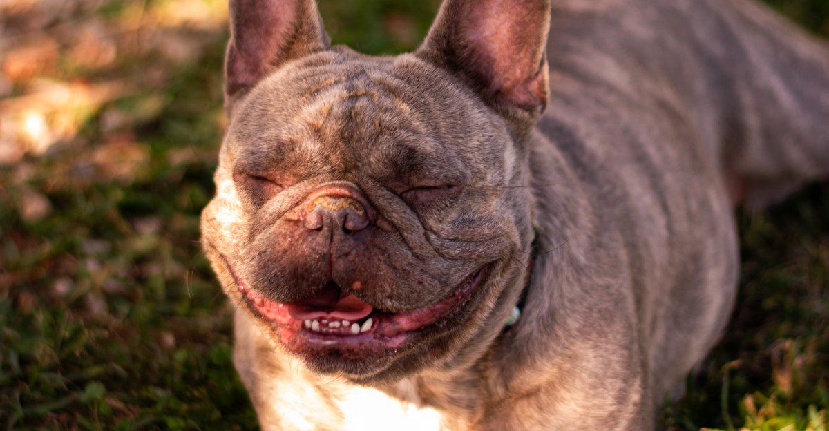11 dog breeds that may fit a slower daily routine - plus 2 that suit more active retirees 1 featured image edfc9498ef16 919ff4cc3c4f