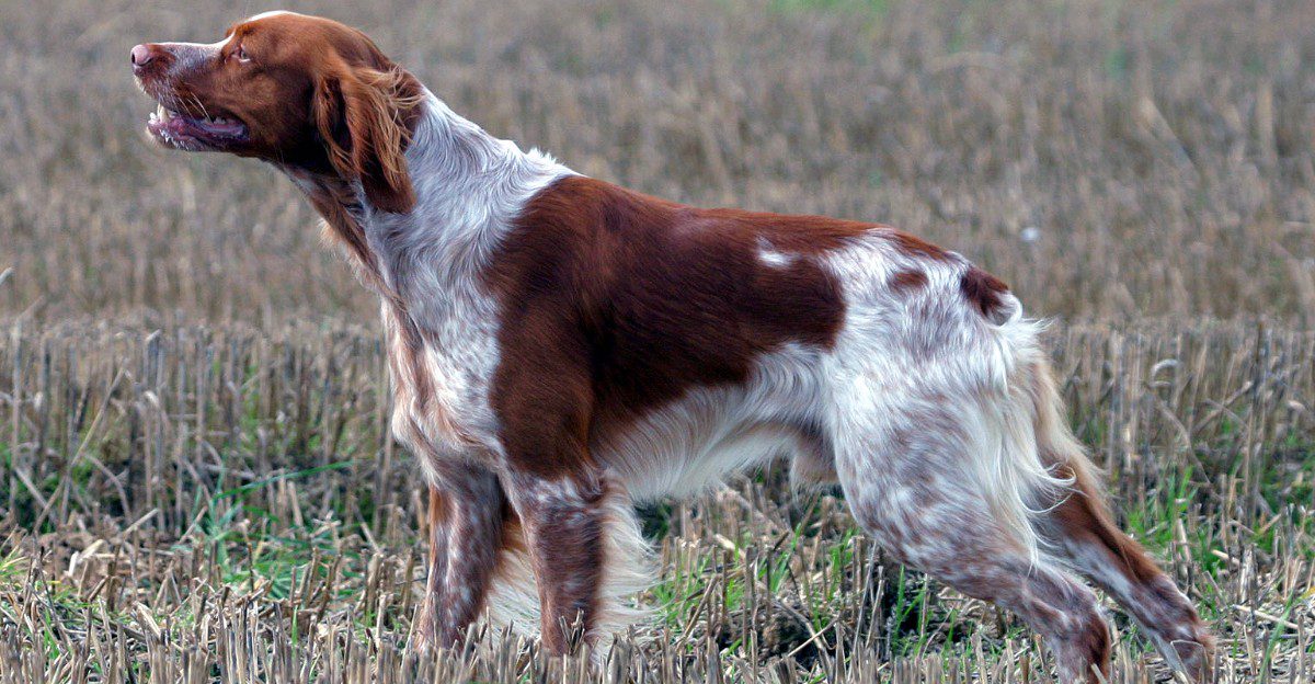 12 dog breeds that can make you reconsider how much your everyday behavior influences your pet 1 featured image f38d338b0b7c 0e064f949426