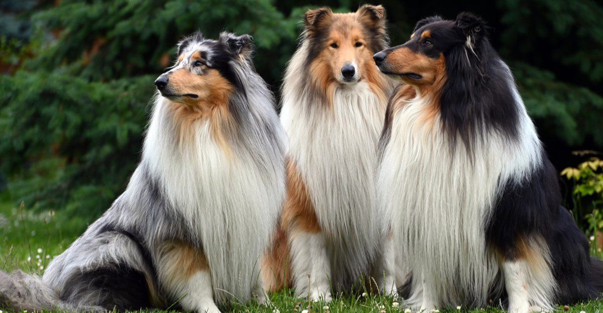 These 12 dog breeds stay gentle even when your house feels a little hectic 1 featured image f4138535112c a3d3d4ae191f