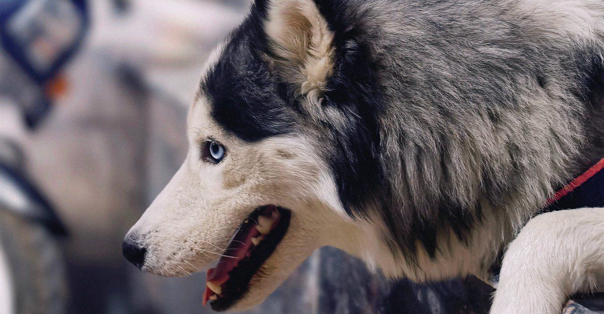 11 dog breeds that may not suit every home with young kids - plus 2 more forgiving family companions 1 featured image f54321237a58 4cbf5b8b6a0c
