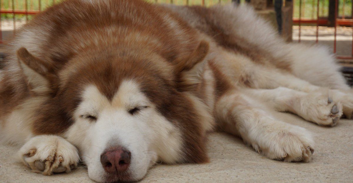 12 fluffy dog breeds that can make your favorite blanket seem a little less necessary 1 featured image f6665b7a29cd 4d7a8fac2b0e