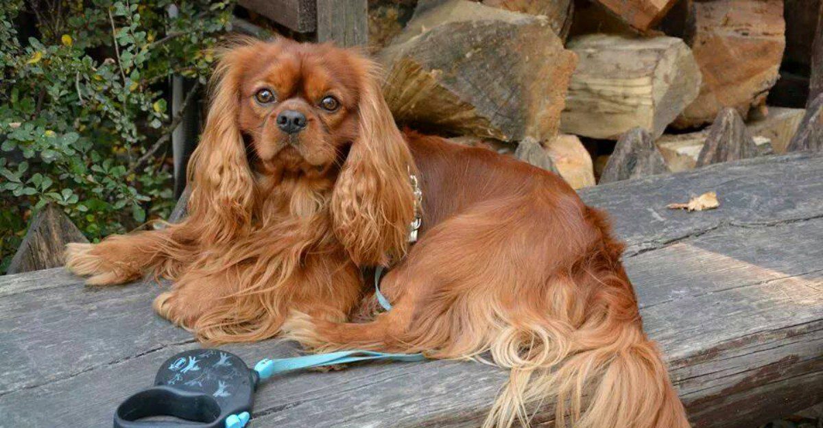 10 adaptable dogs that often learn the rhythm of the household - and 3 whose energy needs won't negotiate 1 featured image f87ea1bfb780 4de981d923d0