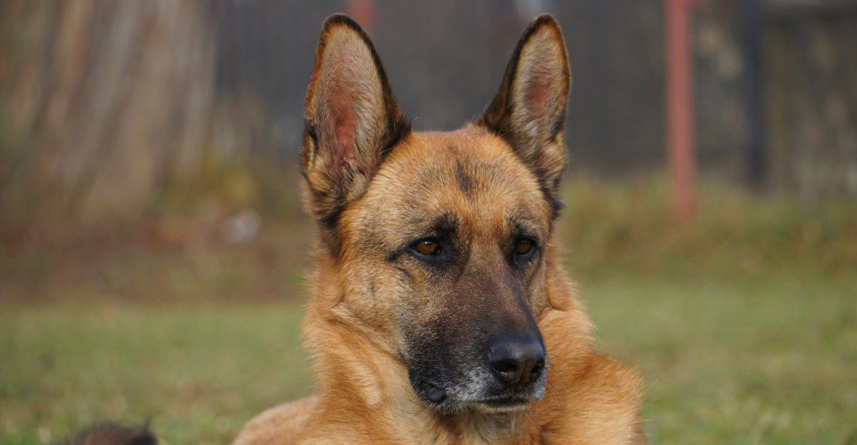 13 dog breeds that can make you feel like you're living with a wise old friend rather than an ordinary pet 1 featured image f965a6533fbf f95da7026c86
