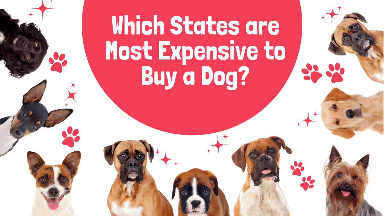Which States are the Most Expensive to Buy a Dog?