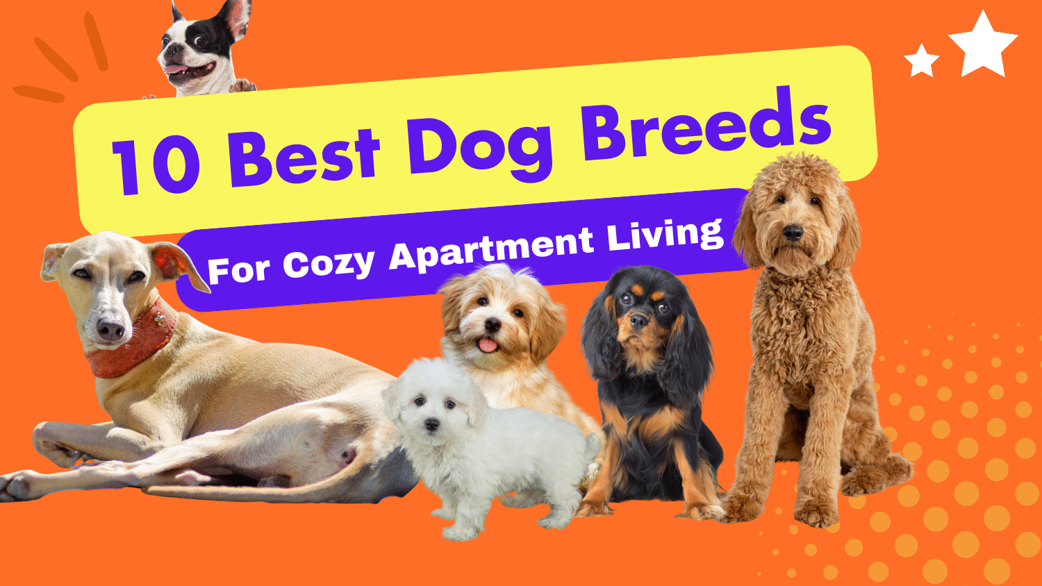 10 Best Dog Breds For Cozy Apartment Living