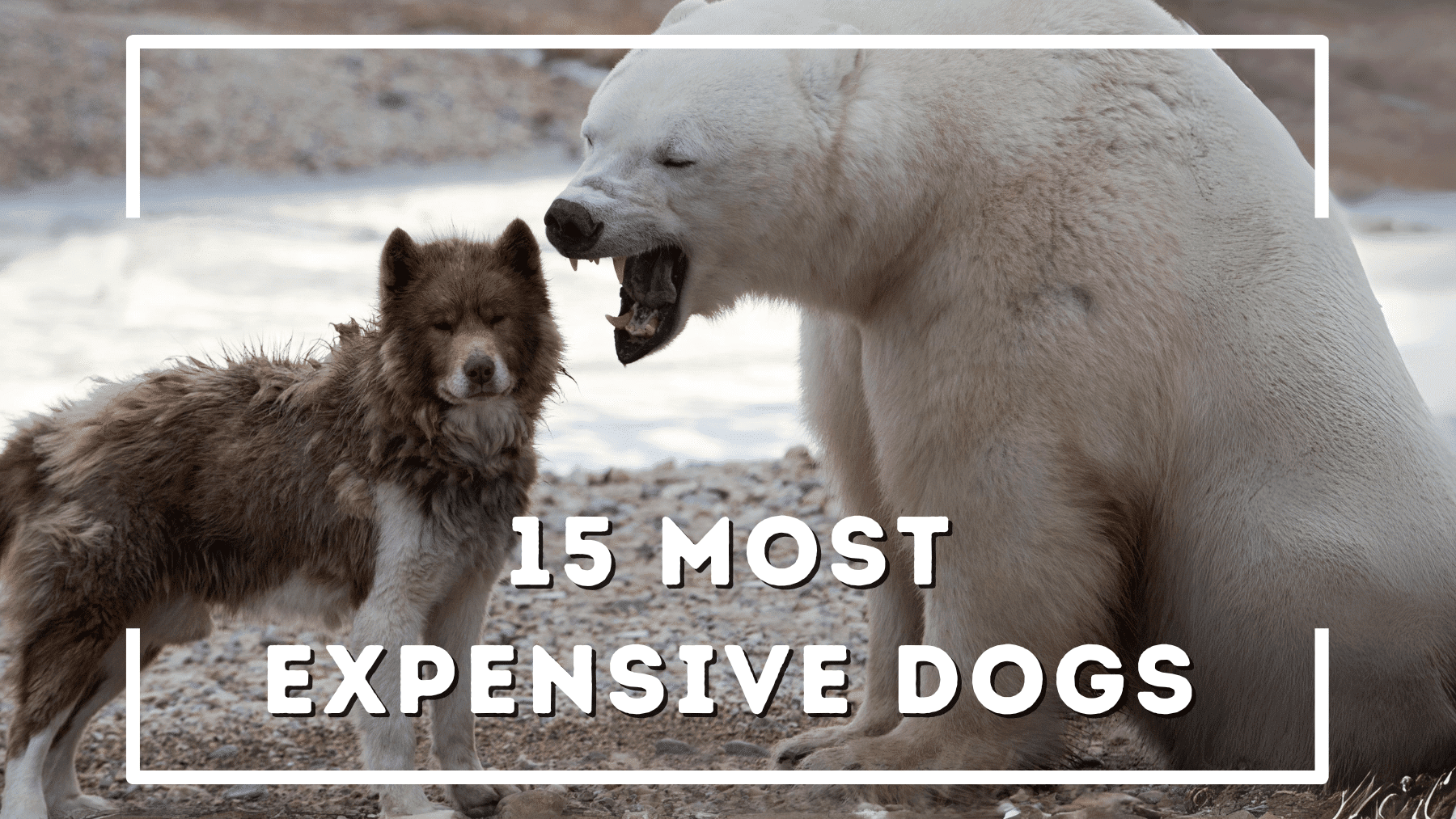 15 Most Expensive Dogs