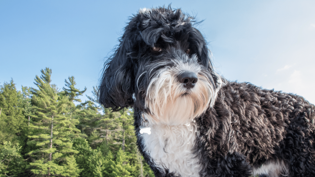 15 Portuguese Water Dog Most Expensive Dog Breeds