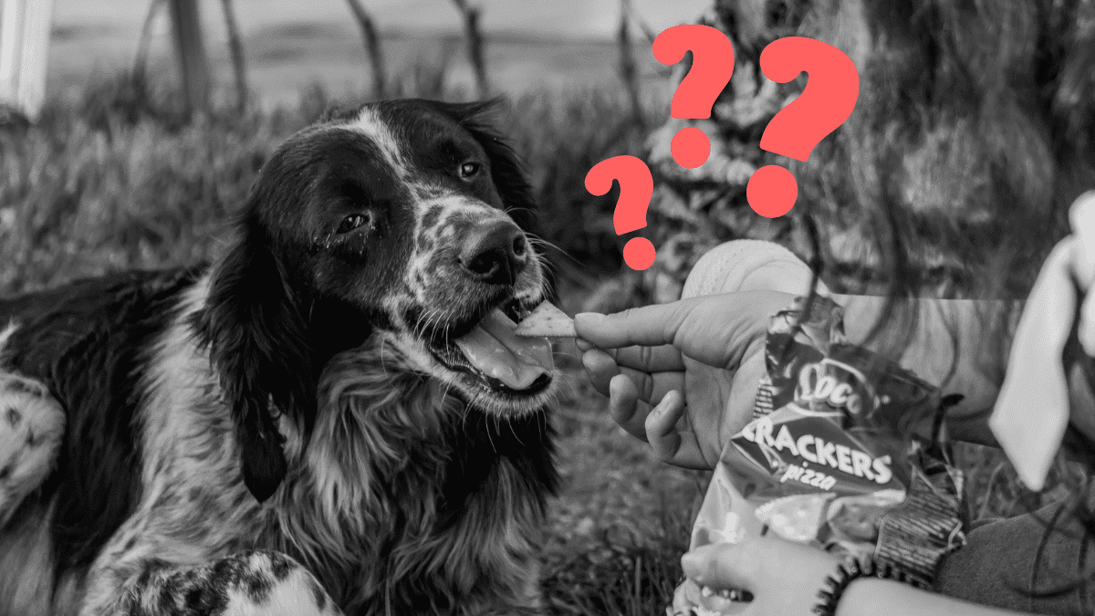 Are Crackers Safe for Dogs?