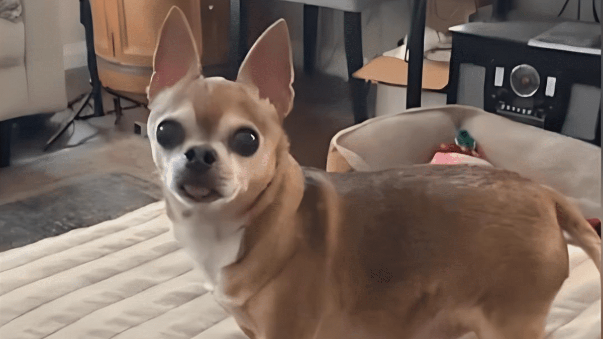 Rescued Chihuahua Welcomes Mom Home in Heartwarming Way
