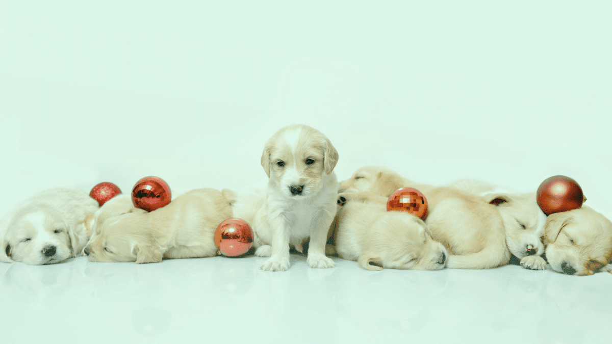 Florida Welcomes Rare Golden Retriever Puppy