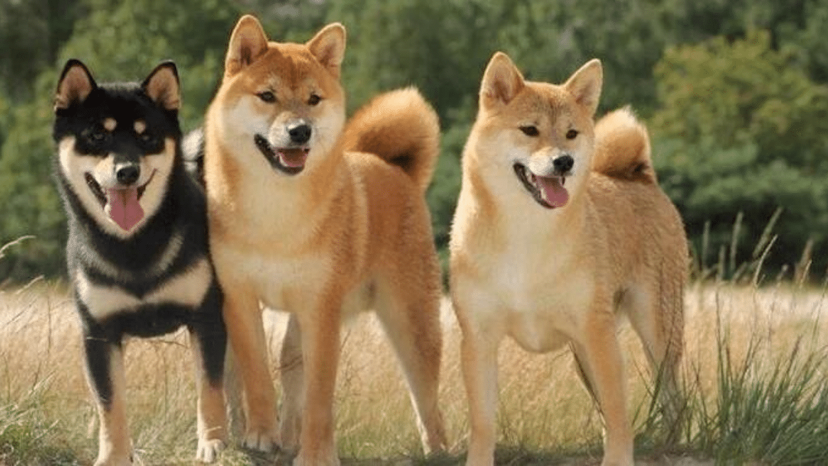 How Big Will My Shiba Inu Get