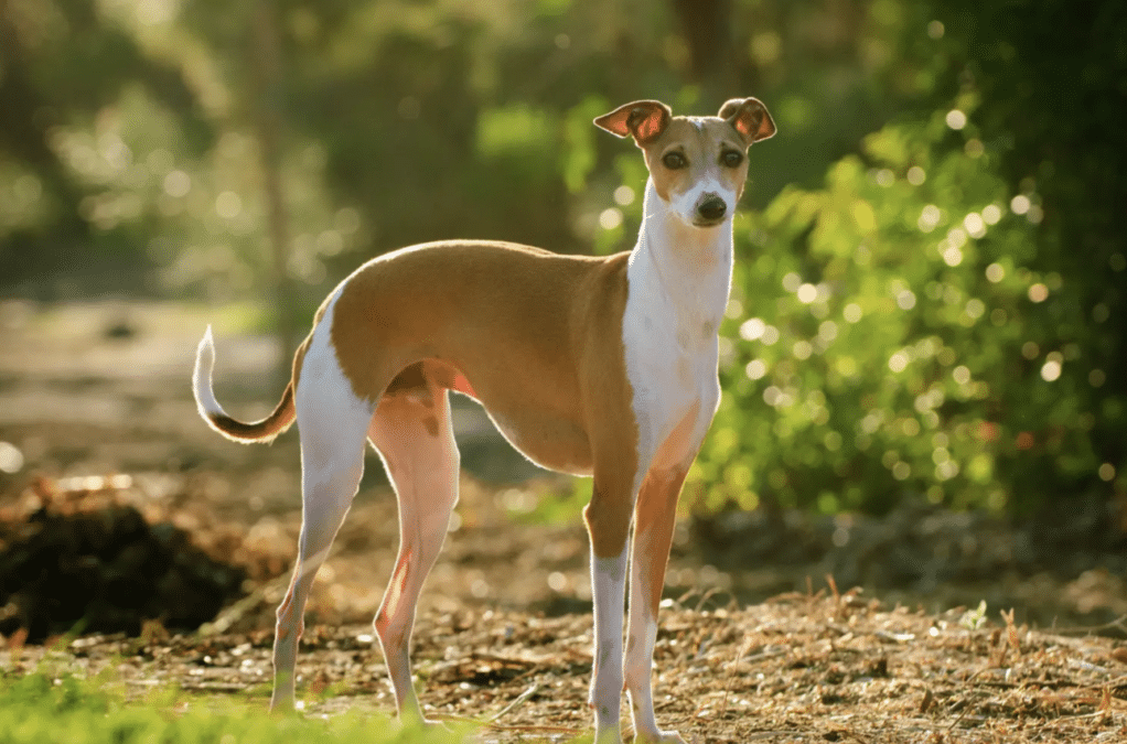 23 🐶 12 Easy Tips to Feed a Picky Dog