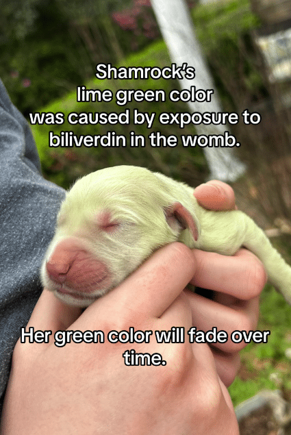 Shamrock Green Golden Retriever