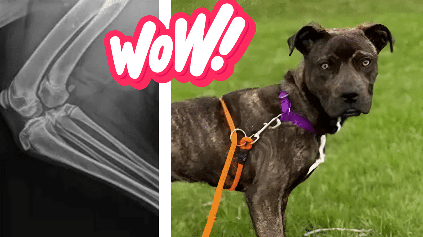 This Rare Dog Was Born With Five Legs!