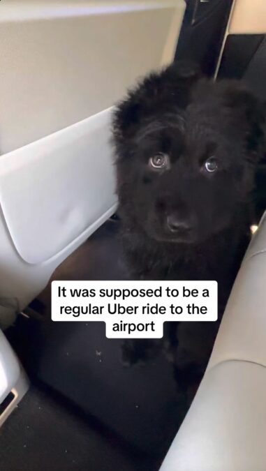 Dog Daddy Uber ride real or fake