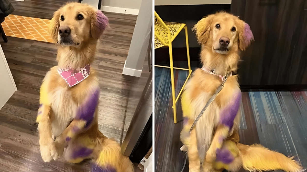 Golden Retriever Sports Yellow and Purple Fur to Cheer on Favorite Team