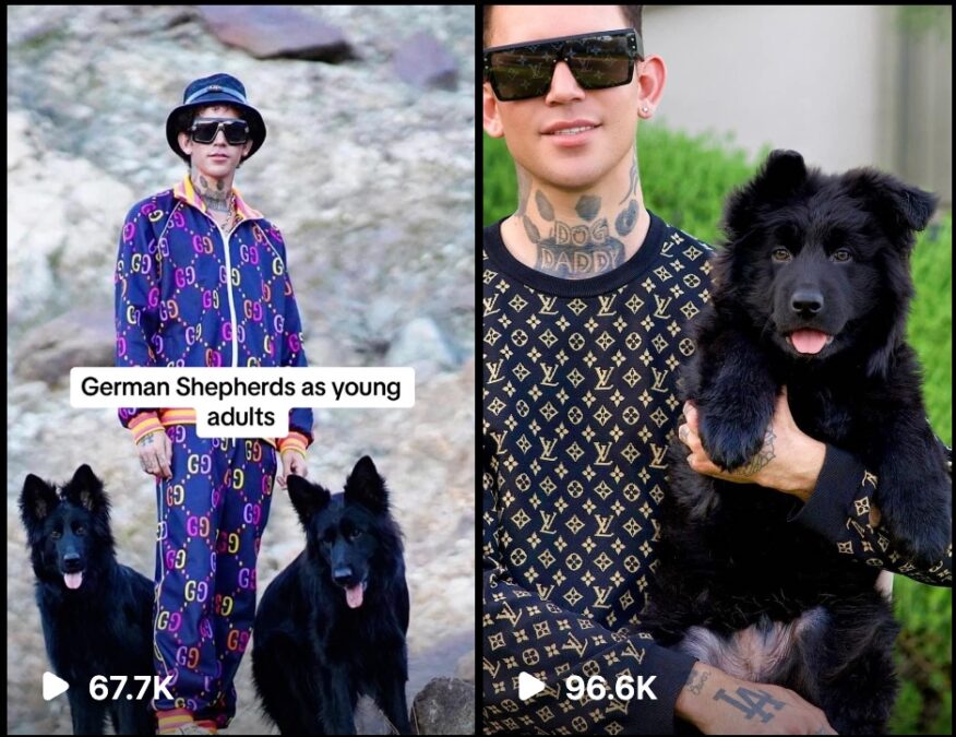dog daddy comparison dog daddy