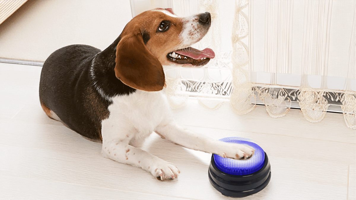 dog talking buttons for sale