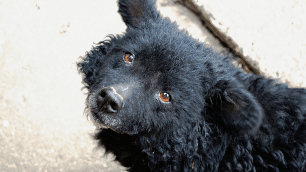 Mudi dog breed