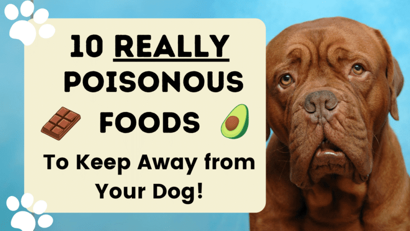 10 Really Poisonous Foods For Dogs
