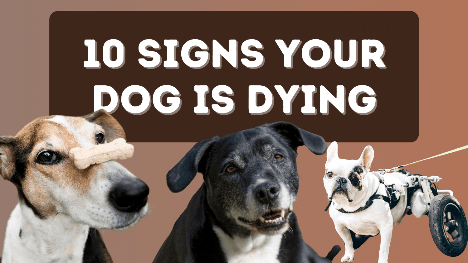 10 Signs Your Dog is Dying