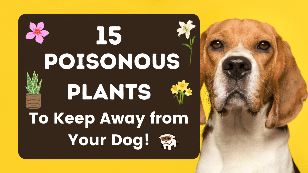 15 Poisonous Plants for Dogs To Keep Away From