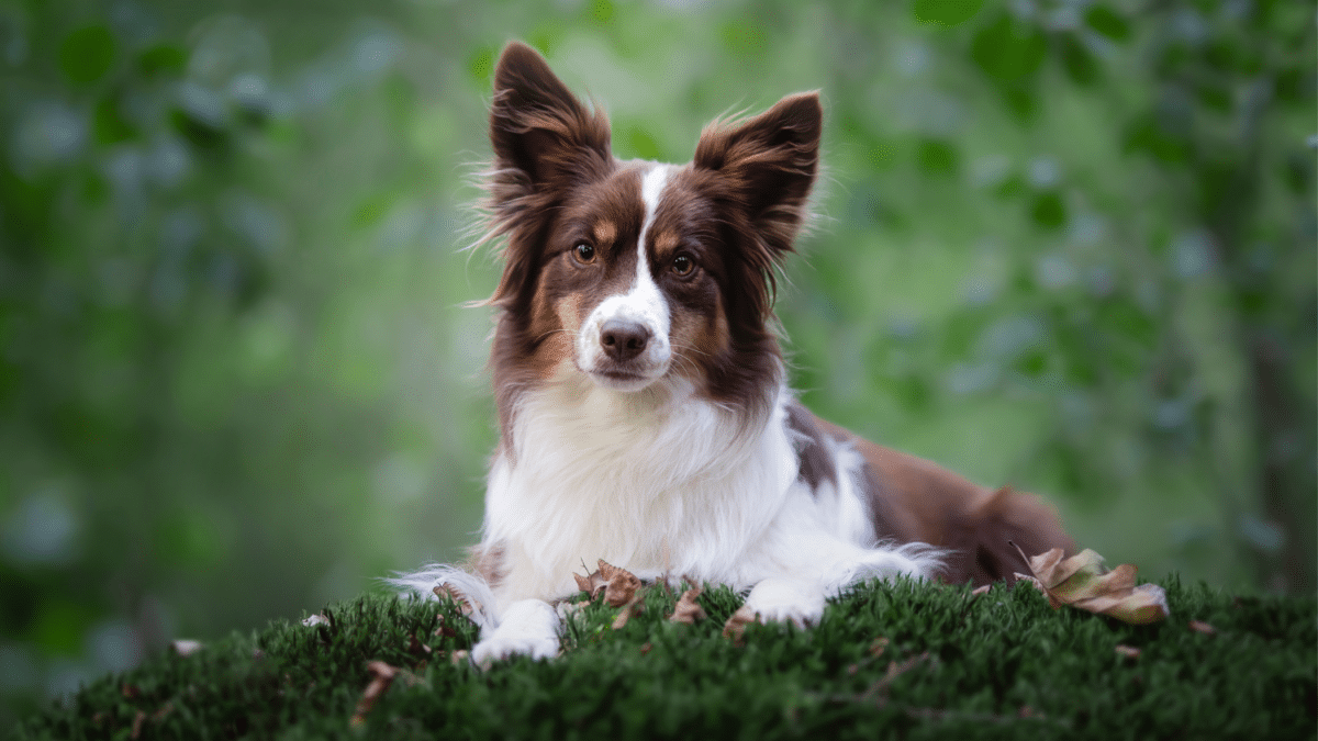 Miniature American Shepherd dog breed