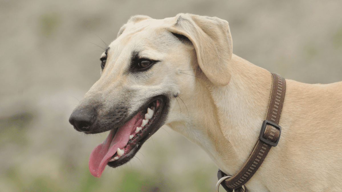 Sloughi dog breed