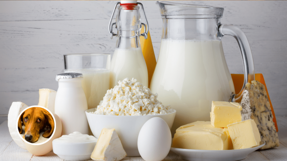 3. Dairy Products