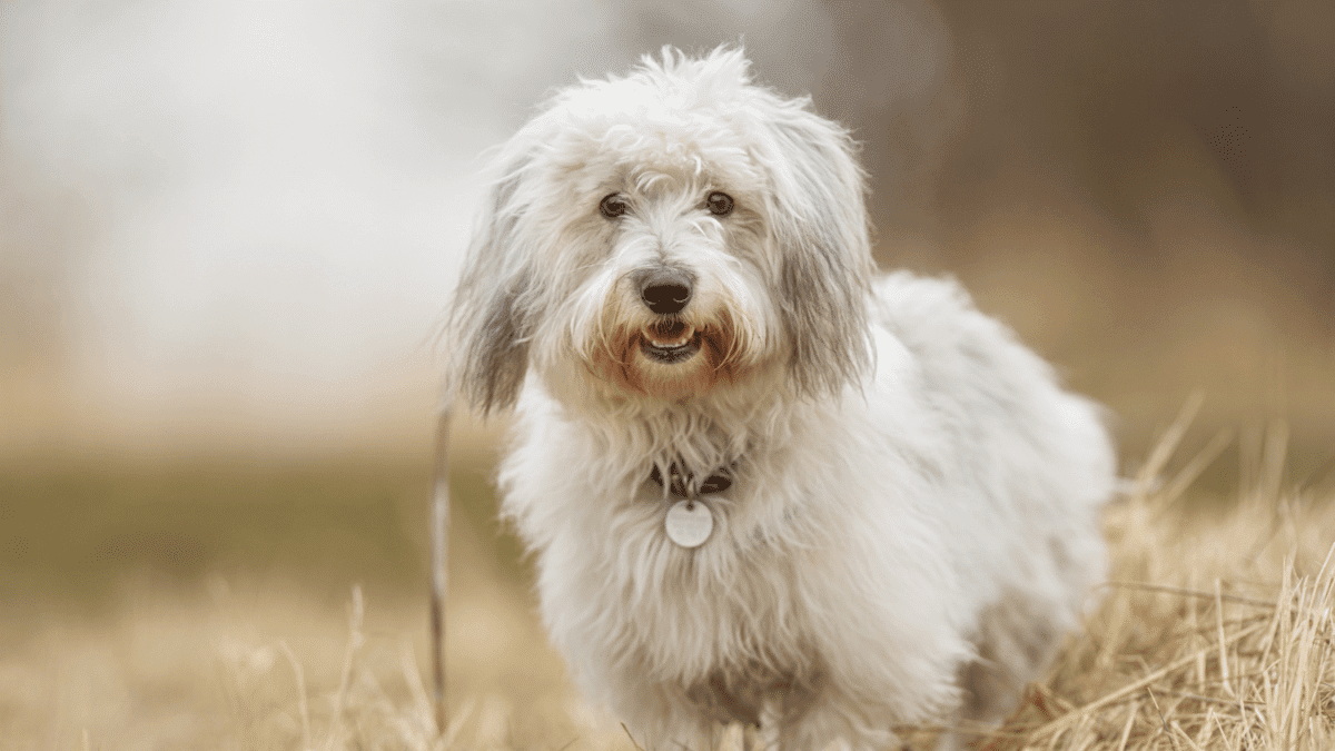 Coton de Tulear dog breed