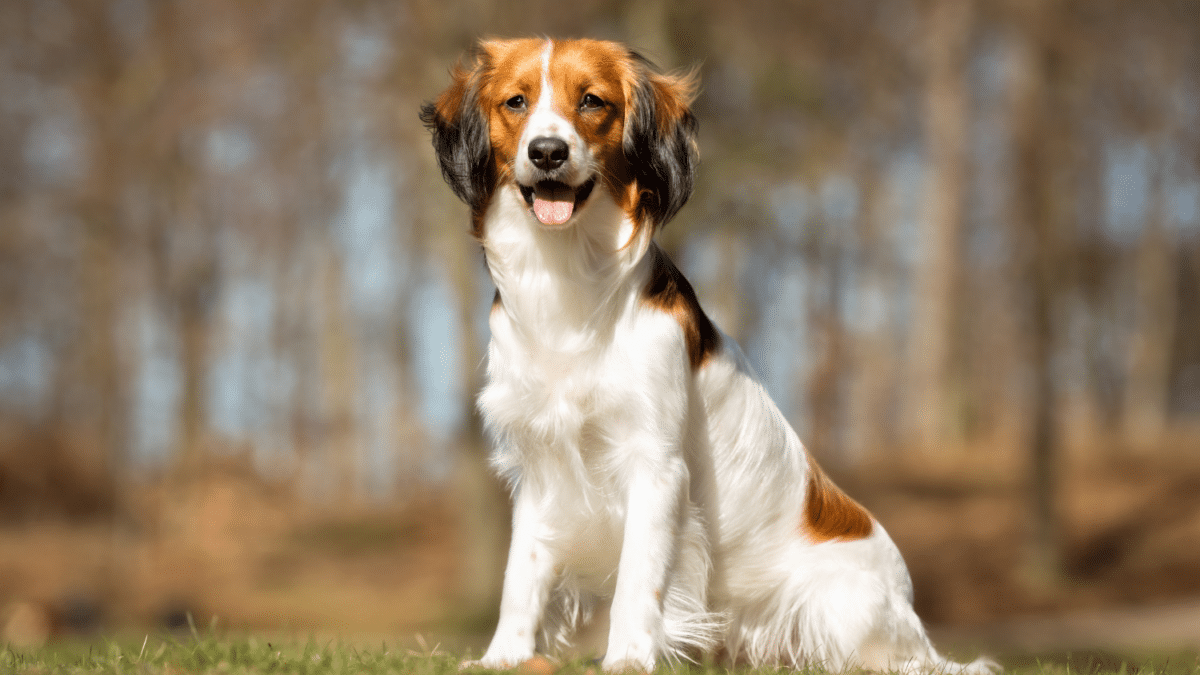 Nederlandse Kooikerhondje dog breed