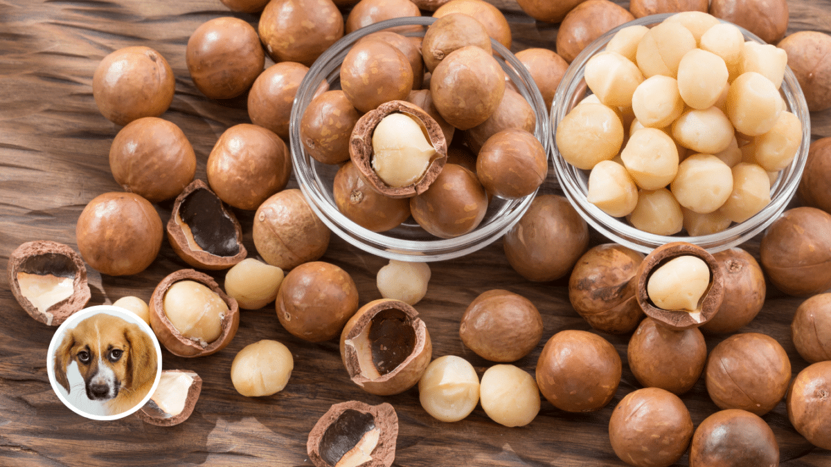 5. Macadamia Nuts