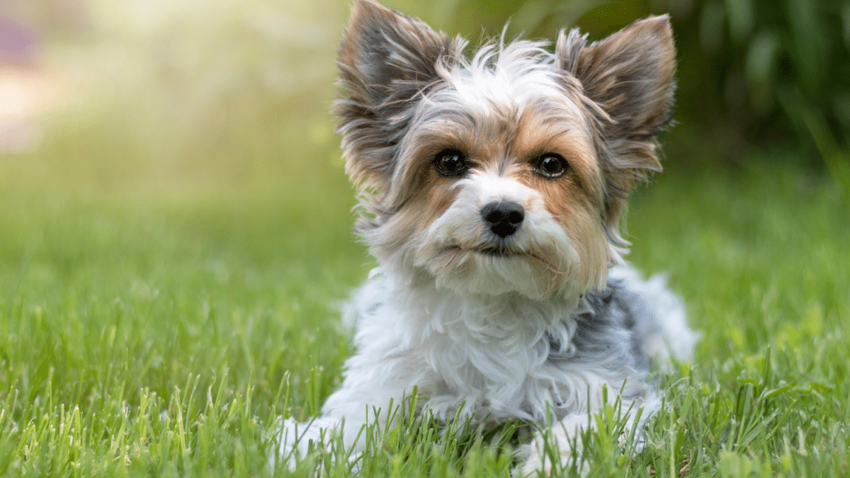 Biewer Terrier dog breed