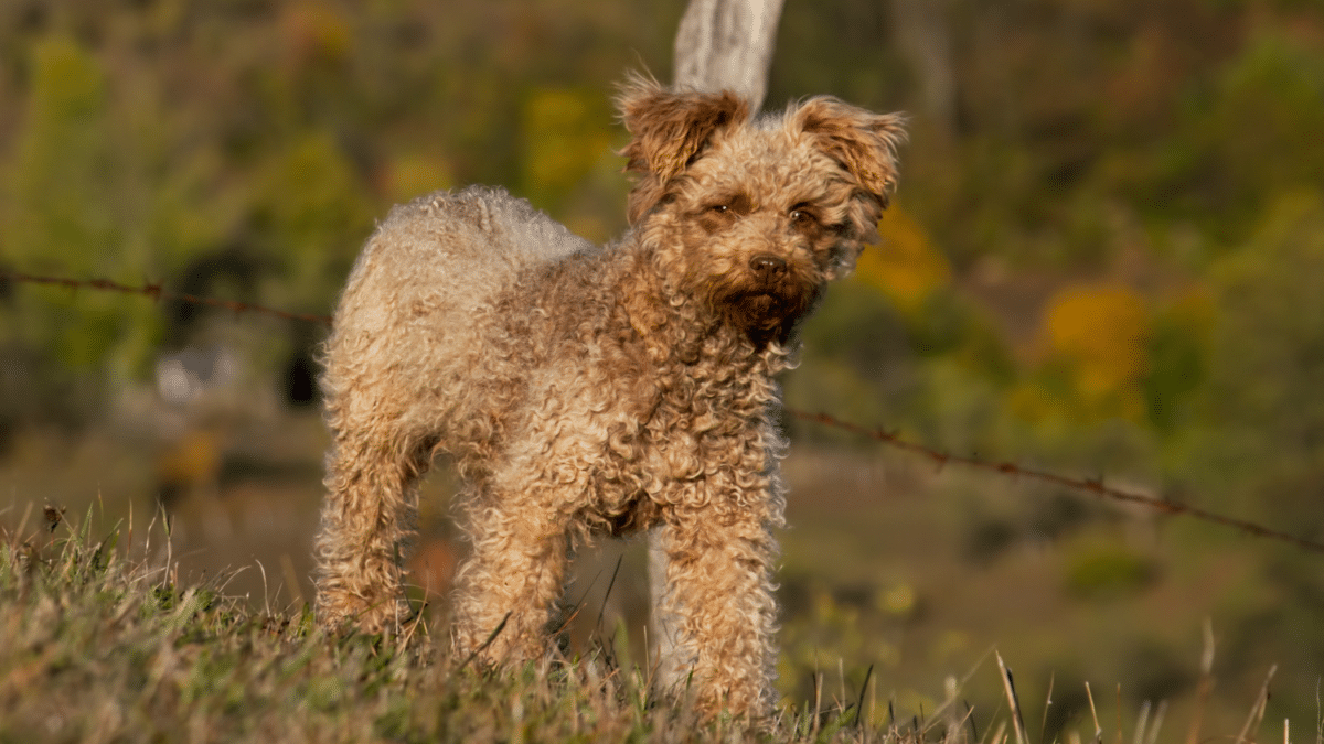 Pumi dog breed
