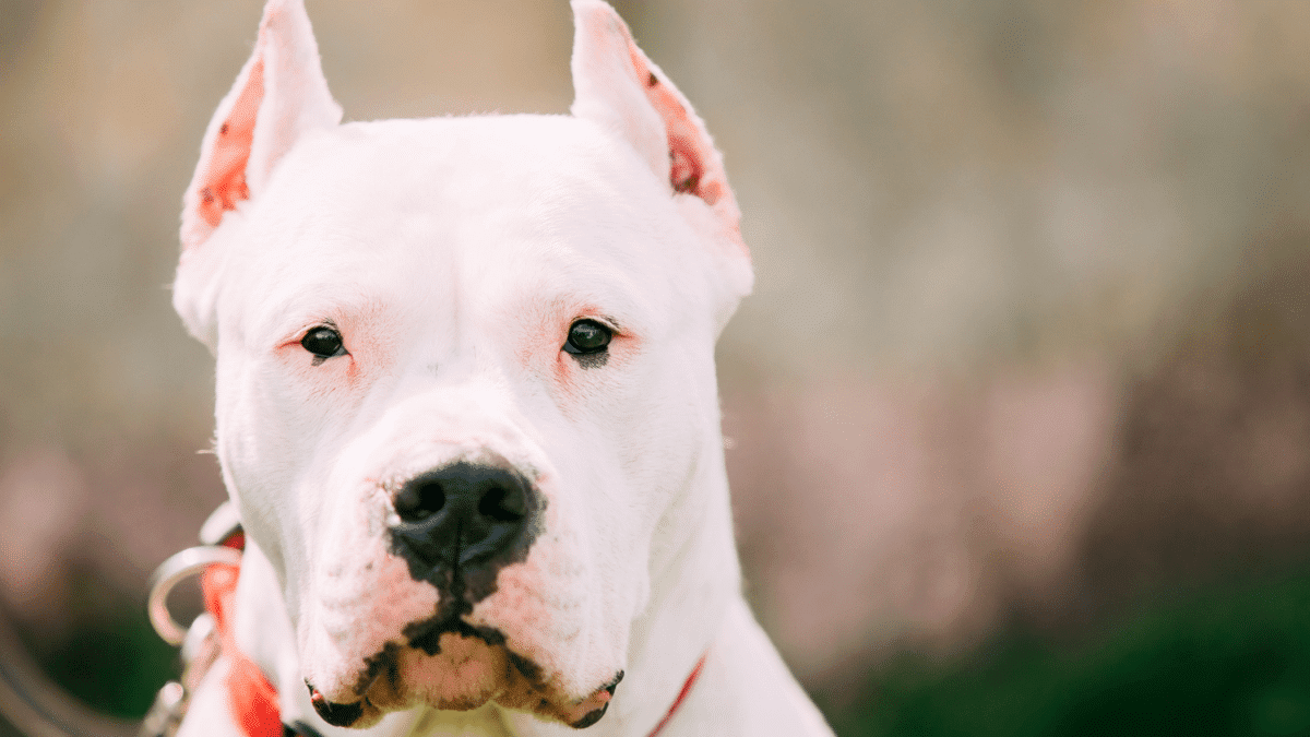 Dogo Argentino dog breed