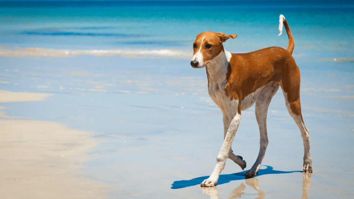 Azawakh dog breed