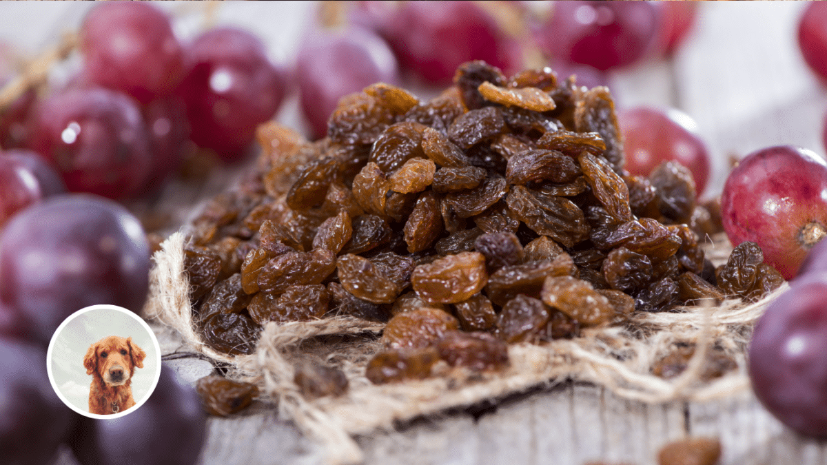 9. Grapes and Raisins